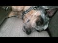 Lazy Dog Licks Floor for 3 Minutes