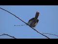 Brown Thrasher Singing from Perch: Canadian Songbirds