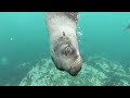 Colors Of Animals In Oceans 🐟 (4K ULTRA HD - 4K HDR - 4K UHD) Relaxing & Sleeping Music Video