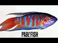 Top 10 Most Colourful Fish For Your Fresh Water Aquarium