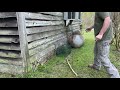 How to catch armadillos