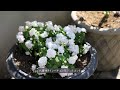 Planting Summer Flowers / Nordic Style Potting Garden