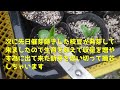 【オクラ2種】の催芽蒔き/枝豆の若芽摘芯?!