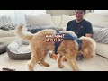 Surprising my dog with upgrades // f1b mini goldendoodle