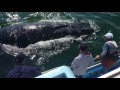 Friendly Humpback Whale in Monterey Bay
