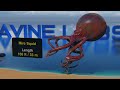 3D Giant Squid Size Comparison | Colossal Squid Size