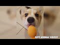 Funny Corgi Video Compilation | Cutest Corgis of 2018