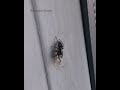 Jumping spider creeps towards a common house moth....then pounces!