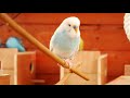 Over 2 Hours of Budgies Playing, Singing and Talking in their Aviary