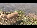 DOG THROWN IN WATER