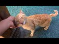 Cute cat crying - 1 hours