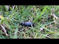 Eleodes Darkling Beetle