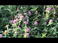 Greg explains how to grow clover without planting it on your farm!