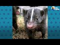 Bald Baby Skunks Grow Up Doing The Cutest Thing | The Dodo Little But Fierce