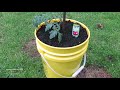 How to Grow Tomatoes in 5 gallon buckets