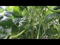Time Lapse of Growing Kentucky Wonder Pole Beans