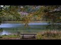 Relaxing Nature Soundscape: Gentle Bird Chirping and Water Flow #relaxing #nature #smooth