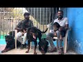 best rottweiler kennel in coimbatore|rottweiler puppies for sale |tamilnadu full free home delivery