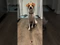 My dog fights a cranberry for 4 minutes straight