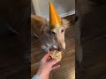 baking with a birthday borzoi (longer version) #borzoi #dog #dogsofyoutube #petsofyoutube #birthday