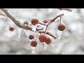 Zvukovi snježne oluje uz pucketanje kamina 🌲 Sretan Božić uz nježnu klavirsku muziku