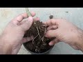 SEE How to grow Adenium/Desert Rose from cuttings EASILY