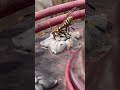 Slo Mo of Yellow Jacket drinking.