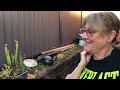 My Landlord's First Carnivorous Plant Collection! - Making a Bog Garden