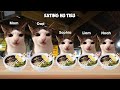 Cat Memes Family Roadtrip to Vietnam