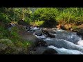 Beautiful River Forest And Nature Sounds River Forest For Relaxing #calm #relax #naturesounds