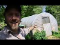 MILKING GETS EASIER | WHAT is the STRAW YARD? | FRESH GRASS for the NEW COWS | PERMACULTURE FARMING