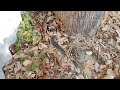 Baby bobtails - Suburban wildlife