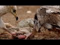 ¿Cómo SOBREVIVEN estas aves a TEMPERATURAS EXTREMAS? | Infierno Árabe Ep104 | Love Nature 🍃