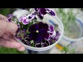 How to Grow Pansy and Viola Flowers from Seeds (UPDATED) - Planting Pansies from Seed