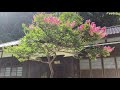 Old Traditional Style Japanese House • 伝統的な和風