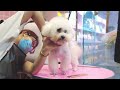 2024 Chó Phốc Sóc Mini 😍 Funny and Cute Pomeranian 😺🐶 | cute animals73