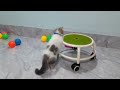 Best Funny Animal Videos -Funniest Cats /Dog Videos 2024🐶 😼#3
