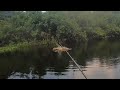 SUNGAI KECIL IKAN NYA MELIMPAH.!! CESTING IKAN TOMAN DI SUNGAI PEDALAMAN HUTAN SUMATRA