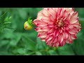 Breathtaking Colors of Nature in 4K II 🌹🌷 Beautiful Flowers - Sleep Relax Music UHD TV Screensaver