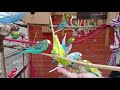 2 hours of Budgies Singing Playing in their Aviary