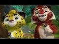 Leo and Tig 🦁 Cuba in Love 🐯 Funny Family Good Animated Cartoon for Kids