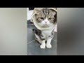 Funny Animal 2023 😂 Funniest Cats and Dogs 😺🐶 Part 23