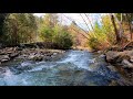 Relaxing River Sounds | Soothing Music for Sleep | Birds Sounds | Forest Stream |  Relaxing Music