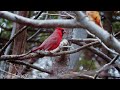 Birds of Spring - Beautiful Bird Sences & Soothing Music for Relaxation, Sleep, Study & Work #9