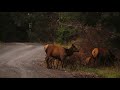 Elk Herd Vancouver Island