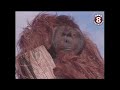 San Diego Zoo's legendary orangutan escape artist in 1987 and 2000