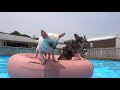 12 Corgis Swimming In the Pool