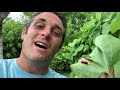 EASY BUTTERFLY GARDENING SOUTH FLORIDA - Attracting Gold Rim Swallowtails, Battus polydamas