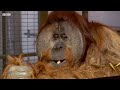 Incredible Orangutan Moments (Part 1) | Top 5s | BBC Earth