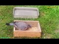 Beautiful Stock Dove 🕊 Feeding In Backyard garden